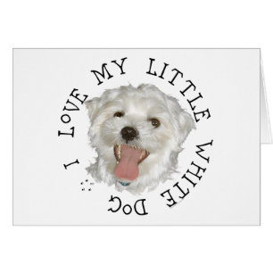 Ich liebe meinen kleinen weißen Hund Maltese