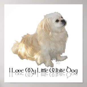 Ich liebe meinen kleinen weißen Hund - Pekingese ! Poster
