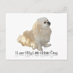 Ich liebe meinen kleinen weißen Hund - Pekingese ! Postkarte