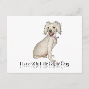 Ich liebe meinen kleinen weißen Hund - Poodle / Bi Postkarte