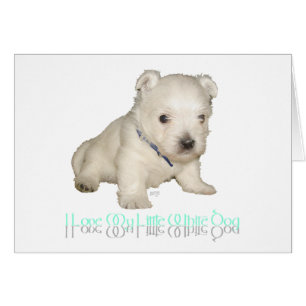 Ich liebe meinen kleinen weißen Hund - Westie Welp