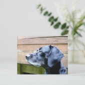 Ich Liebe meinen Labrador Postkarte (Stehend Vorderseite)