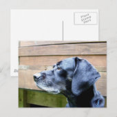 Ich Liebe meinen Labrador Postkarte (Vorne/Hinten)