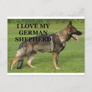 Ich liebe meinen Sable-Deutschen Schäferhund Postkarte