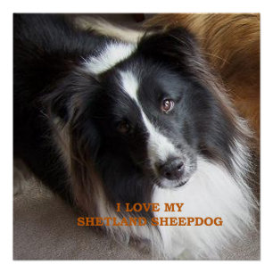 Ich liebe meinen Shetland Sheepdog Poster