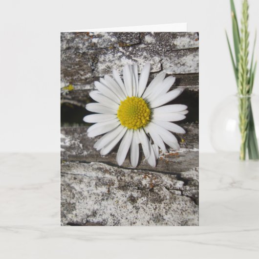 Ich Liebe Sie, Daisy und Old Wood Fotograf Karte (Vorderseite)