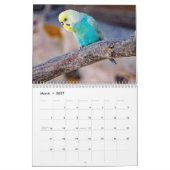 Ich liebe Wellensittiche - Schnappschüsse der klei Kalender (Mär 2027)