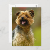 Ich Liebe Yorkies! Postkarte (Vorne/Hinten)