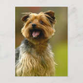 Ich Liebe Yorkies! Postkarte (Vorderseite)
