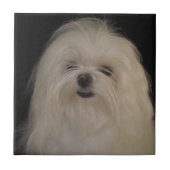 Ich mache keine Top Knots MALTESE Fliese (Vorderseite)