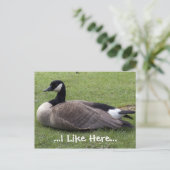 Ich mag hier, wilde Ente Postkarte (Stehend Vorderseite)