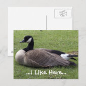 Ich mag hier, wilde Ente Postkarte (Vorne/Hinten)
