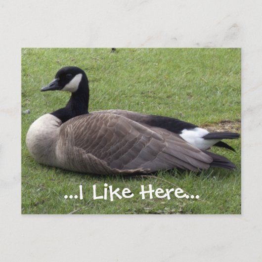 Ich mag hier, wilde Ente Postkarte (Vorderseite)