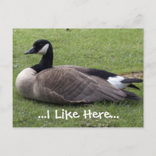 Ich mag hier, Wildenten-Postkarte Postkarte