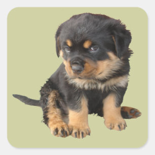 Ich muss nicht gesagt werden, dass ich Niedlich bi Quadratischer Aufkleber