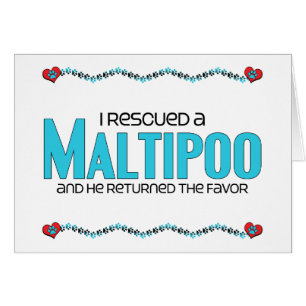 Ich rettete einen Maltipoo (Mann)