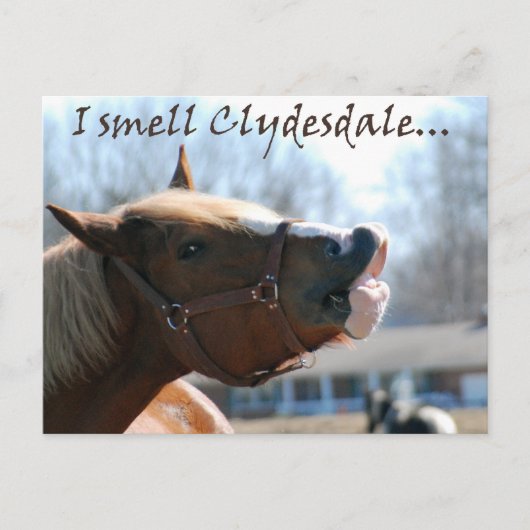 Ich rieche Clydesdales Postkarte (Vorderseite)
