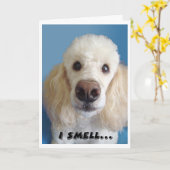 Ich rieche ein altes weißes Poodle mit großer Nase Karte (Gelbe Blume)
