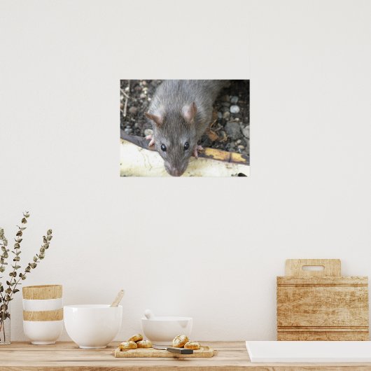 Ich schaue dir Ratten-Printwerbung an Poster (Küche)