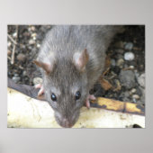 Ich schaue dir Ratten-Printwerbung an Poster (Vorne)