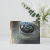 Ich sehe dich, Jersey Cow eye Postkarte (Stehend Vorderseite)