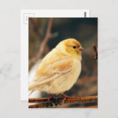 Ich sehe Frühling Postkarte (Vorne/Hinten)