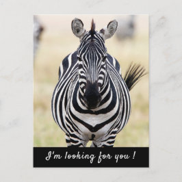 Ich suche Sie nach Zebra-Foto mit Text Postkarte