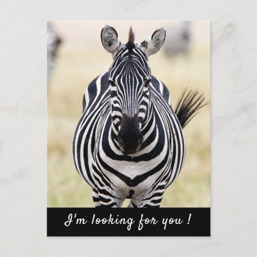 Ich suche Sie nach Zebra-Foto mit Text Postkarte (Vorderseite)