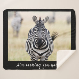 Ich suche Sie nach Zebra-Foto mit Text Sherpadecke