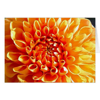 Ich verehre Dahlien, meinen lieben Liebling