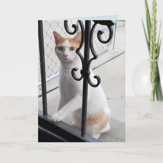 Ich vermisse dich Katze Karte (Vorderseite)