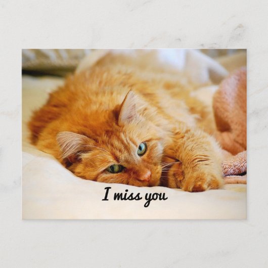 Ich vermisse dich, Süße Orange Maine Coon Cat Postkarte (Vorderseite)