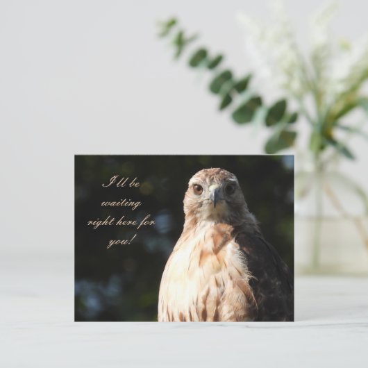 Ich werde für Sie gewartet - Red Tail Hawk Stare Postkarte (Stehend Vorderseite)