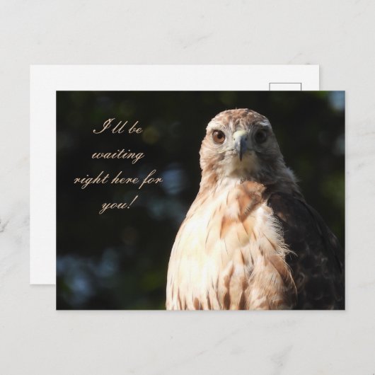 Ich werde für Sie gewartet - Red Tail Hawk Stare Postkarte (Vorne/Hinten)