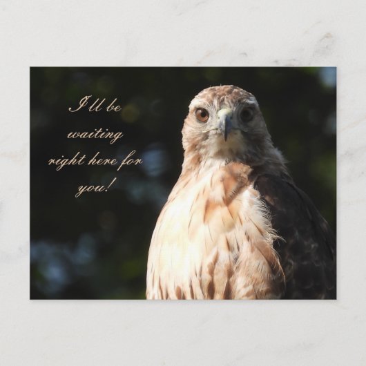 Ich werde für Sie gewartet - Red Tail Hawk Stare Postkarte (Vorderseite)