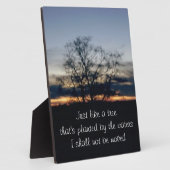 Ich werde kein Baumfoto übertragen. Fotoplatte (Seite)