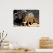 Ich Woll nicht dem Hippopotamusportrait Poster (Küche)