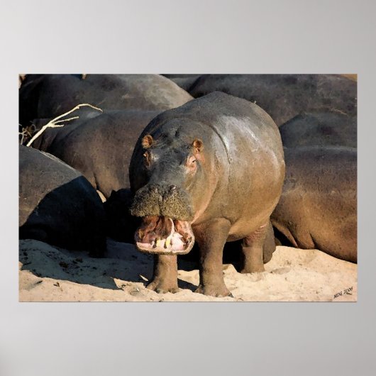 Ich Woll nicht dem Hippopotamusportrait Poster (Vorne)