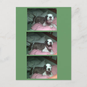 Ich wollte Santa jetzt woll Santa Feiertagspostkarte