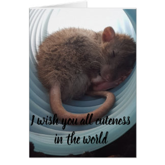 Ich wünsche Ihnen alle Niedlichkeit in der Welt