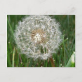 Ich wünschte, du wärest hier postkarte (Vorderseite)