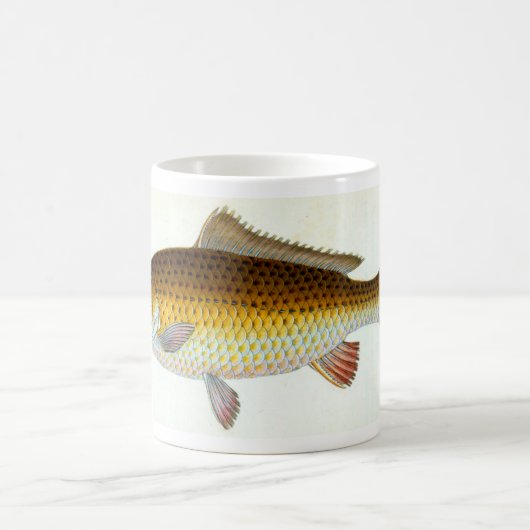 Ich würde eher Karpfenfischen Tasse sein (Mittel)