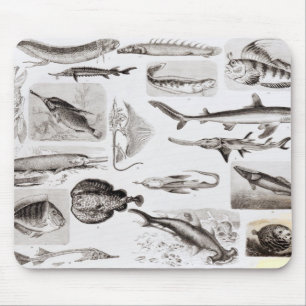 Ichthyologie Elasmobranch, Ganoid Mousepad