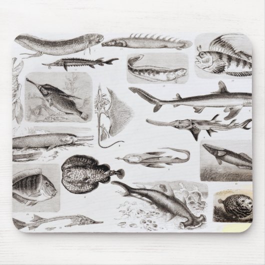 Ichthyologie Elasmobranch, Ganoid Mousepad (Vorne)