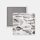Ichthyologie - Elasmobranchen, Ganoid Magnet (Vorderseite/Rückseite)