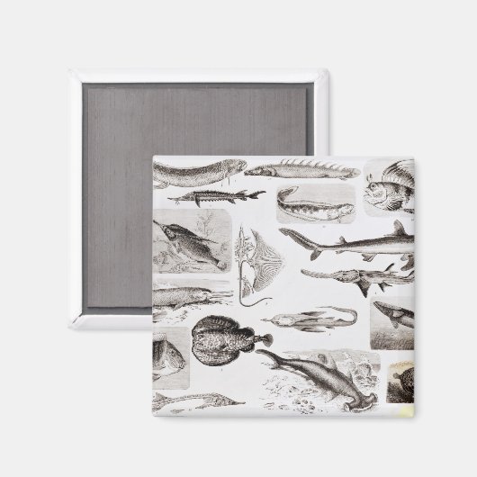 Ichthyologie - Elasmobranchen, Ganoid Magnet (Vorderseite/Rückseite)