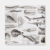 Ichthyologie - Elasmobranchen, Ganoid Magnet (Vorne)