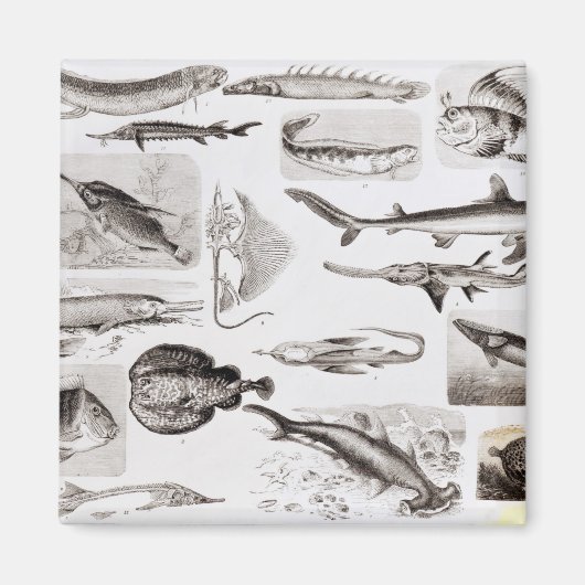 Ichthyologie - Elasmobranchen, Ganoid Magnet (Vorne)