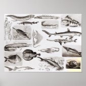 Ichthyologie - Elasmobranchen, Ganoid Poster (Vorne)