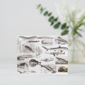 Ichthyologie - Elasmobranchen, Ganoid Postkarte (Stehend Vorderseite)